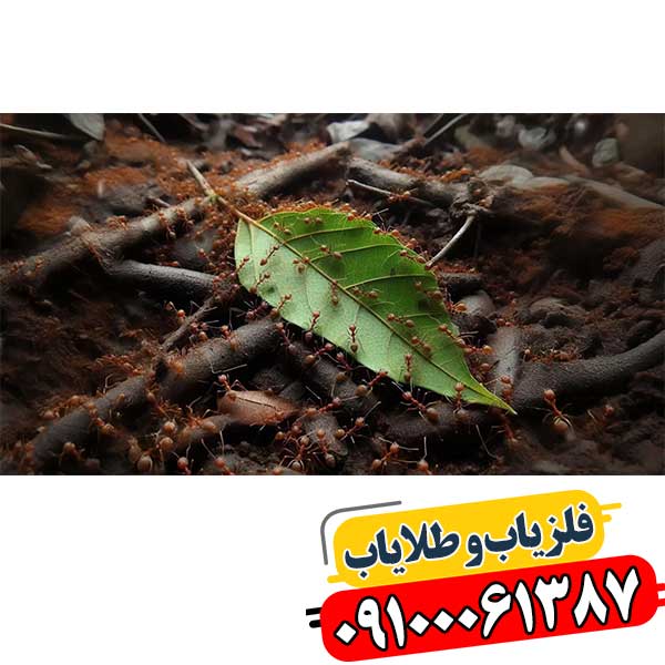 نماد مورچه در دفینه یابی 09100061387