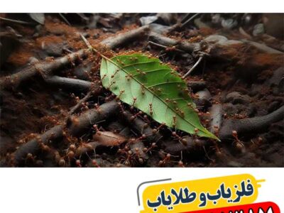 نماد مورچه در دفینه یابی 09100061387