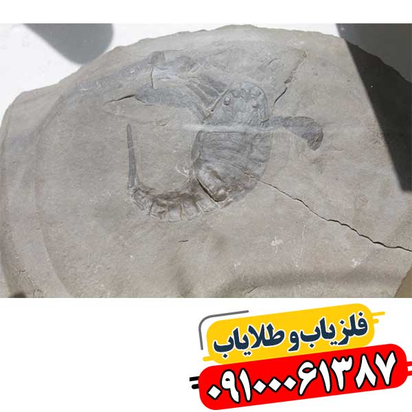 نماد عقرب در دفینه یابی 09100061387